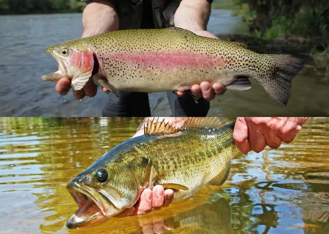holding a trout vs bass