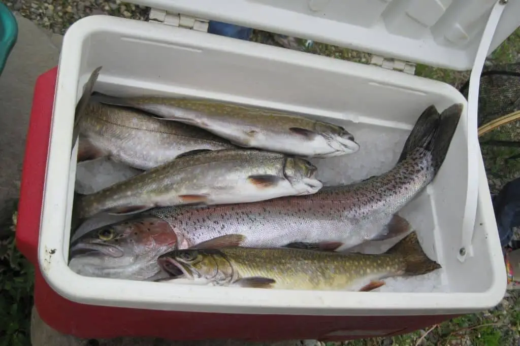 a cooler of trout to keep them fresh