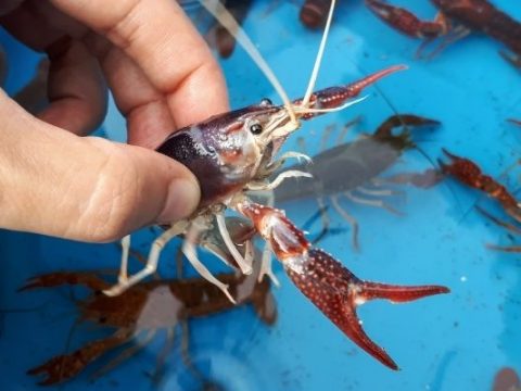 Do Trout Eat Crayfish? – Fishing Instinct
