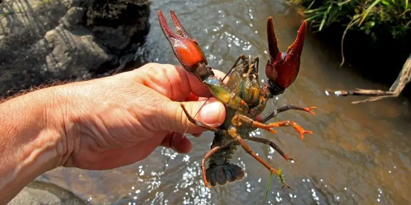 holding a crayfish over a river