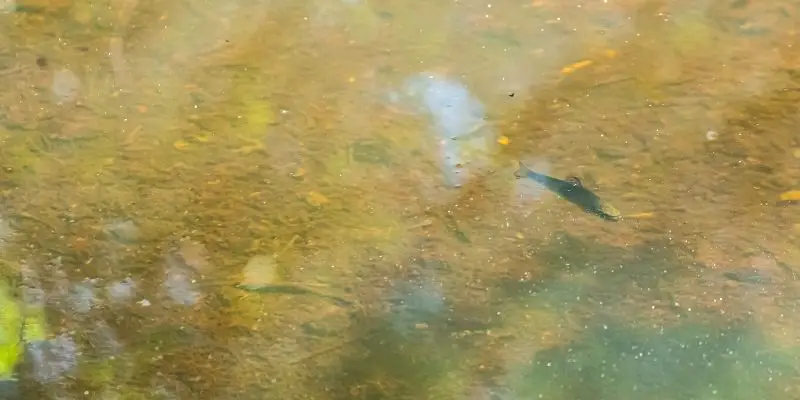 surveying crayfish in trout waters