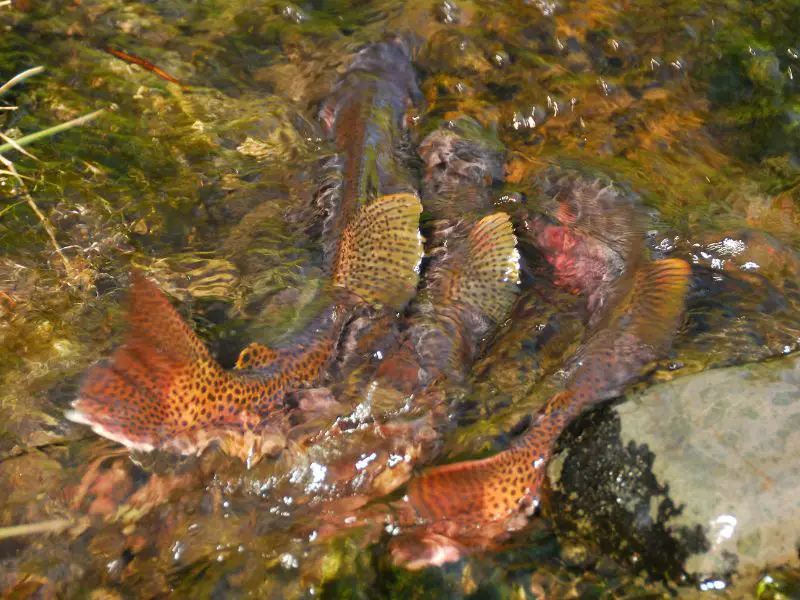 Trout spawning in a river
