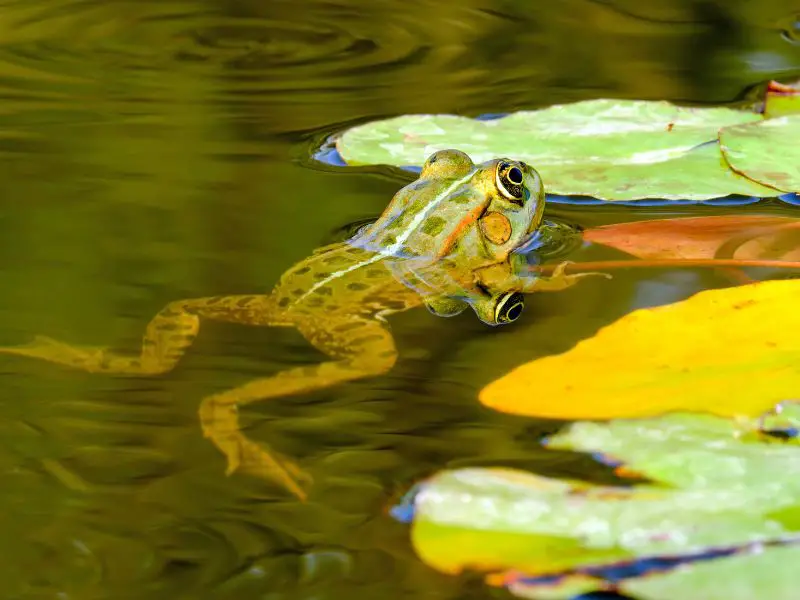 a frog in a river