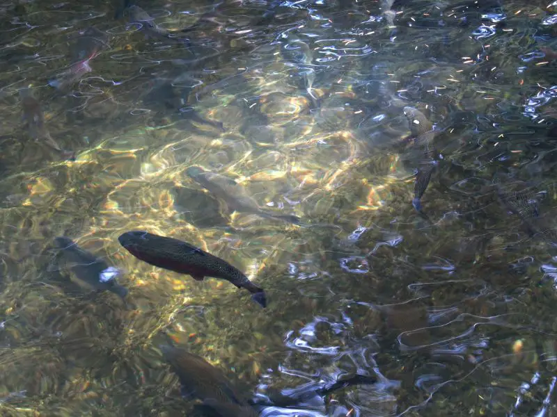 trout in a pond