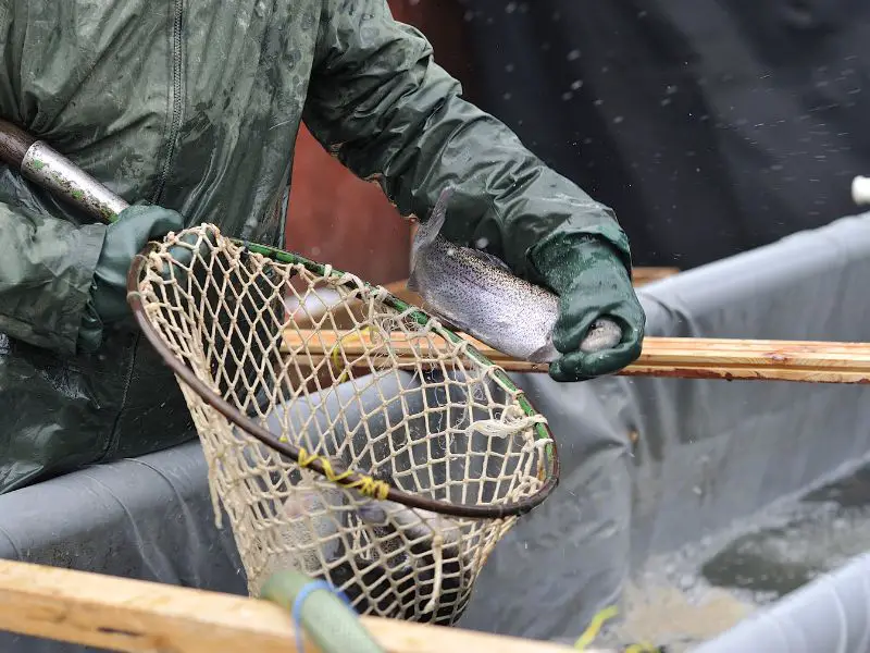 harvesting trout at a trout farm