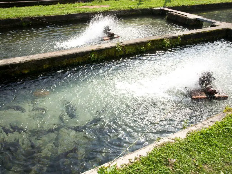 water pumps at a trout farm